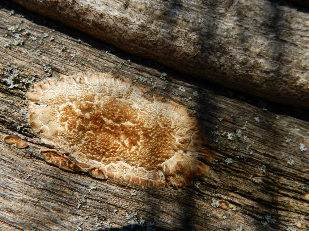 Schizopora sp.?? (Oxyporus corticola)